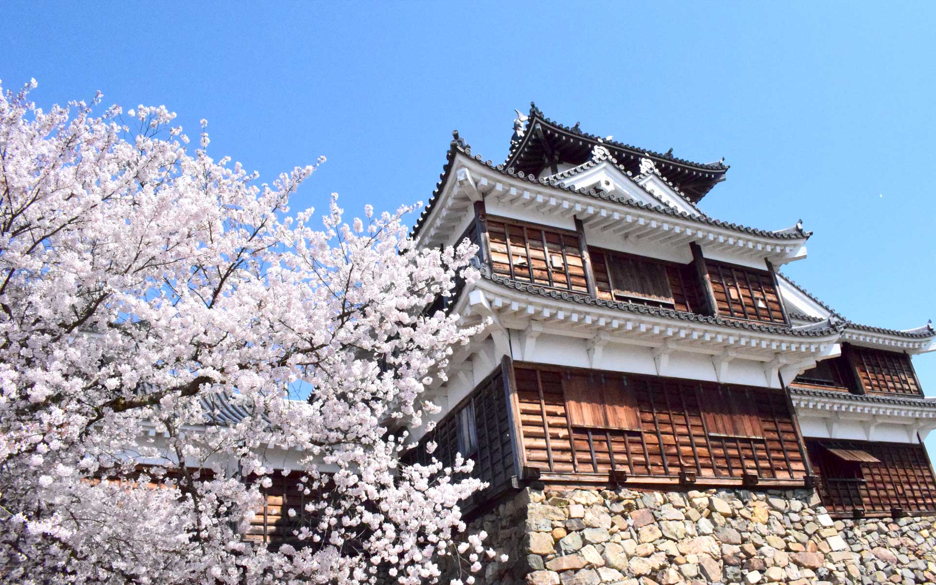 福知山城と桜